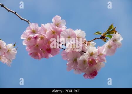 Rosafarbene Kirschblüte verzweigt sich einfach gegen den blauen Himmel Stockfoto