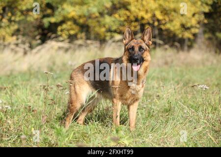 Erstaunliche Schäferhund wartet im Gras Stockfoto