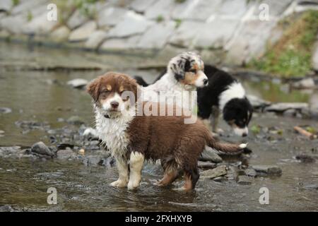 Erstaunliche australische Schäferhund Welpen sitzen zusammen im Wasser Stockfoto