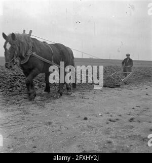 Wieringermeerpolder, 8. Dezember 1945, Niederlande, Presseagentur des 20. Jahrhunderts, Foto, News to remember, Dokumentarfilm, historische Fotografie 1945-1990, visuelle Geschichten, Menschliche Geschichte des zwanzigsten Jahrhunderts, Momente in der Zeit festzuhalten Stockfoto