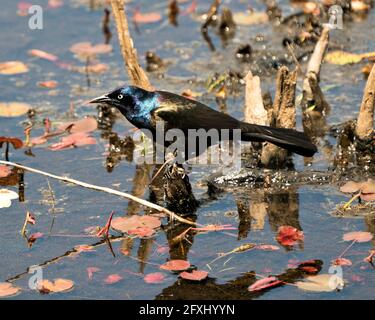 Gewöhnlicher Grackle-Vogel, der in seinem Lebensraum und seiner Umgebung auf einem Ast in einem Teich mit Seerosenunterlage thront. Bild Grellen. Bild. Hochformat. Stockfoto