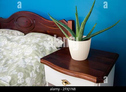 Nahaufnahme der Aloe Vera Zimmerpflanze, die im weißen geflochtenen Mustertopf in blauer Wand wächst, Schlafzimmer, Nahaufnahme. Verbesserung der Luftqualität. Stockfoto