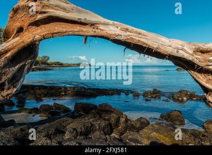 Driftwood an der Küste von Anaeho'omalu Bay, Waikoloa, Hawaii, USA Stockfoto