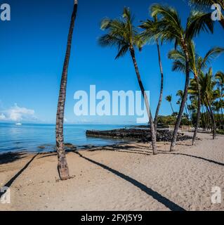 Segelboot und Kokosnusspalmen am Waikoloa Beach, Hawaii, Hawaii, USA Stockfoto