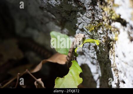 Wilde junge Schlange (Vipera berus), gemeinsame europäische Adder. Tierwelt in den jurassic Mountains. La Neuveville, Schweiz. Stockfoto