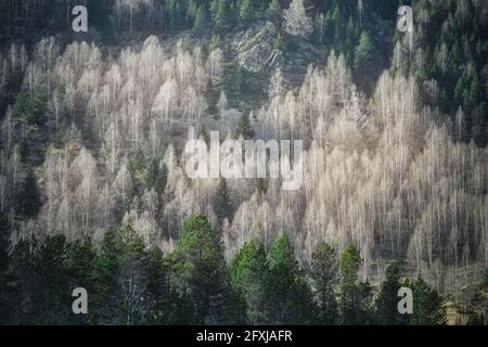 FRANKREICH, HAUTES-PYRENEES (65), GAVARNIE, BLICK AUF EINEN WALD IM WINTER Stockfoto
