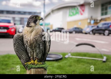 Asda Store, Wembley Park, London, Großbritannien. Mai 2021. Ein Supermarkt im Norden Londons hat Dienste zur Schädlingsbekämpfung eingeführt, um Gesundheits- und Sicherheitsprobleme zu bekämpfen, mit denen sowohl das Geschäft als auch die Anwohner mit Tauben, Stare und Möwen konfrontiert sind. Nach Jahren der öffentlichen Fütterung von Vögeln und der Vergeudung von Futterabfällen für Vögel leiden das Geschäft und die Anwohner unter Lärmbelästigung und Vogelkot von der schieren Menge an Vögeln, die sich jetzt in der Gegend befinden. Es wird gehofft, dass durch regelmäßige Besuche von 4 ausgebildeten Falken und Falken die lästenden Vögel verschreckt werden. Amanda Rose/Alamy Live Stockfoto