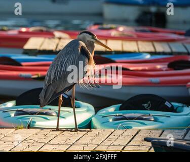 . An einem frisch sonnigen Frühlingsmorgen prüft Ardea herodias, ein großer Blaureiher, die Boote auf den Dow's Lake Marina am Rideau Canal in Ottawa zur Miete. Stockfoto