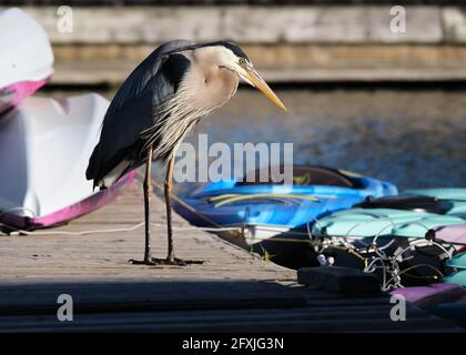 . An einem frisch sonnigen Frühlingsmorgen prüft Ardea herodias, ein großer Blaureiher, die Boote auf den Dow's Lake Marina am Rideau Canal in Ottawa zur Miete. Stockfoto