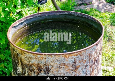 Im Sommer steht im Garten ein Metallwasserfass Stockfoto