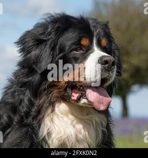Berner Sennenhund Stockfoto