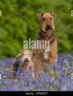 Airedale Terrier und Lakeland Terrier Hunde Stockfoto