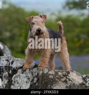 lakeland-Terrier-Hund Stockfoto