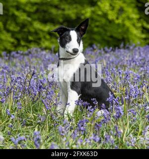Border-Collie-Welpen Stockfoto