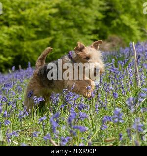 Lakeland terrier Stockfoto