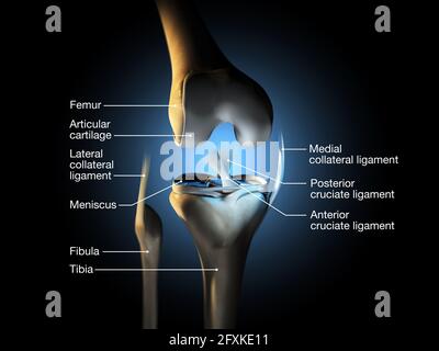 Genaue medizinische Darstellung des Kniegelenks mit Bändern, Meniskus, Gelenkknorpeln, Oberschenkel und Tibia. Stockfoto