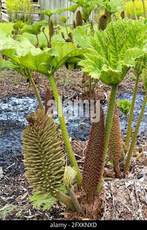 Gunnera in Savill Gardens Egham Surrey, Großbritannien Stockfoto