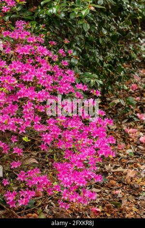 Rhododendron Hatsugiri blüht im Frühjahr sehr stark Stockfoto