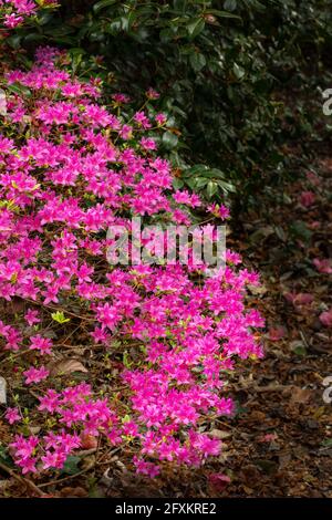 Rhododendron Hatsugiri blüht im Frühjahr sehr stark Stockfoto