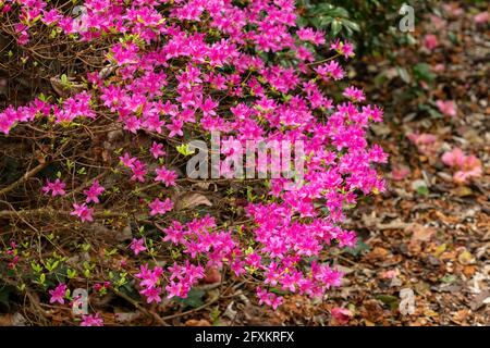 Rhododendron Hatsugiri blüht im Frühjahr sehr stark Stockfoto