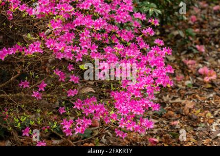 Rhododendron Hatsugiri blüht im Frühjahr sehr stark Stockfoto