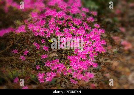 Rhododendron Hatsugiri blüht im Frühjahr sehr stark Stockfoto