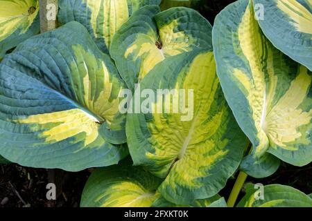 Hosta's in Savill Gardens Egham Surrey, Großbritannien Stockfoto