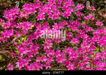 Rhododendron Hatsugiri blüht im Frühjahr sehr stark Stockfoto