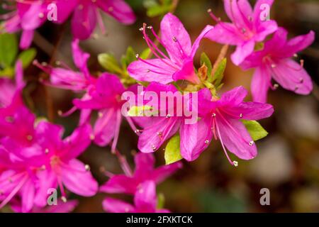 Rhododendron Hatsugiri blüht im Frühjahr sehr stark Stockfoto