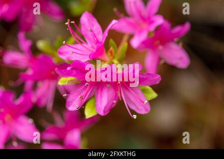 Rhododendron Hatsugiri blüht im Frühjahr sehr stark Stockfoto