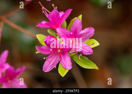 Rhododendron Hatsugiri blüht im Frühjahr sehr stark Stockfoto