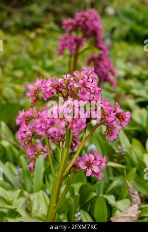 Bergenia 'Pugsley's Pink', Elefantenohren 'Pugsley's Pink', Pigsqueak 'Pugsley's Pink', Bergenia cordifolia 'Pugsley's Pink', natürliches Pflanzenportrait Stockfoto