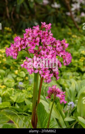 Bergenia 'Pugsley's Pink', Elefantenohren 'Pugsley's Pink', Pigsqueak 'Pugsley's Pink', Bergenia cordifolia 'Pugsley's Pink', natürliches Pflanzenportrait Stockfoto