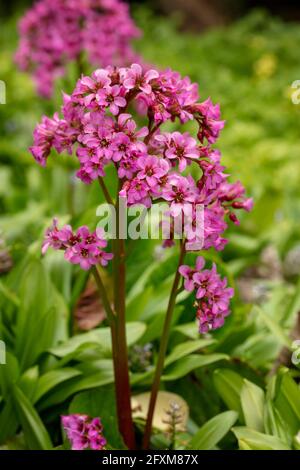 Bergenia 'Pugsley's Pink', Elefantenohren 'Pugsley's Pink', Pigsqueak 'Pugsley's Pink', Bergenia cordifolia 'Pugsley's Pink', natürliches Pflanzenportrait Stockfoto