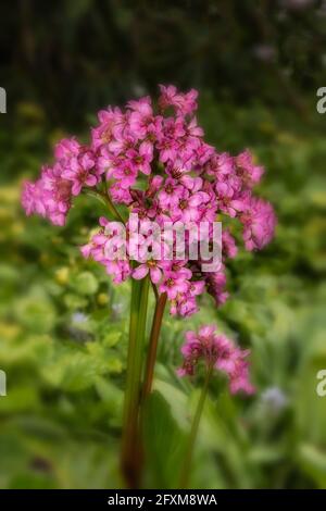 Bergenia 'Pugsley's Pink', Elefantenohren 'Pugsley's Pink', Pigsqueak 'Pugsley's Pink', Bergenia cordifolia 'Pugsley's Pink', natürliches Pflanzenportrait Stockfoto