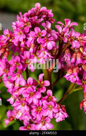 Bergenia 'Pugsley's Pink', Elefantenohren 'Pugsley's Pink', Pigsqueak 'Pugsley's Pink', Bergenia cordifolia 'Pugsley's Pink', natürliches Pflanzenportrait Stockfoto