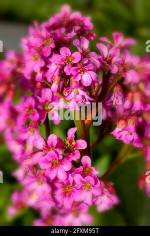 Bergenia 'Pugsley's Pink', Elefantenohren 'Pugsley's Pink', Pigsqueak 'Pugsley's Pink', Bergenia cordifolia 'Pugsley's Pink', natürliches Pflanzenportrait Stockfoto