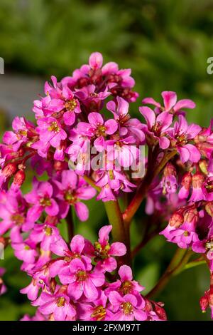 Bergenia 'Pugsley's Pink', Elefantenohren 'Pugsley's Pink', Pigsqueak 'Pugsley's Pink', Bergenia cordifolia 'Pugsley's Pink', natürliches Pflanzenportrait Stockfoto