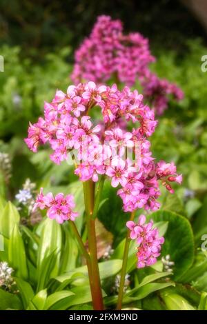 Bergenia 'Pugsley's Pink', Elefantenohren 'Pugsley's Pink', Pigsqueak 'Pugsley's Pink', Bergenia cordifolia 'Pugsley's Pink', natürliches Pflanzenportrait Stockfoto