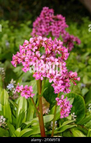 Bergenia 'Pugsley's Pink', Elefantenohren 'Pugsley's Pink', Pigsqueak 'Pugsley's Pink', Bergenia cordifolia 'Pugsley's Pink', natürliches Pflanzenportrait Stockfoto