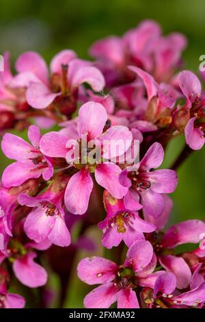 Bergenia 'Pugsley's Pink', Elefantenohren 'Pugsley's Pink', Pigsqueak 'Pugsley's Pink', Bergenia cordifolia 'Pugsley's Pink', natürliches Pflanzenportrait Stockfoto