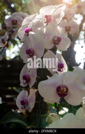 Zweig der weißen Phalaenopsis Orchideen auf einem großen grünen Baum im natürlichen Garten. Stockfoto