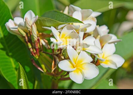 Nahaufnahme von weißen und gelben Frangipani Plumeria Blütenblättern Im Garten Stockfoto