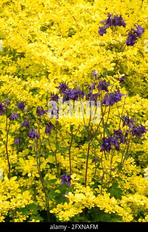 Golden Japanese Barberry Blue Columbine Berberis thunbergii Aurea Stockfoto