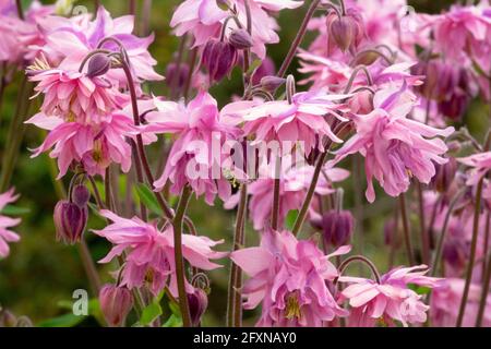 Aquilegia Rose Barlow Pink Columbine Stockfoto