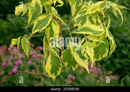 Box ältester Acer negundo Argenteonotatum Stockfoto