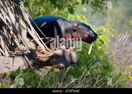 Pygmäen-Nilpferd (Choeropsis liberiensis), Elfenbeinküste, Westafrika, Afrika Stockfoto