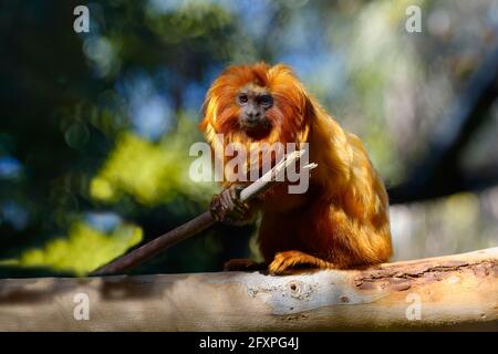 Goldener Löwe Tamarin (Leontopithecus rosalia), brasilianischer Atlantikküstenwald, Brasilien, Südamerika Stockfoto