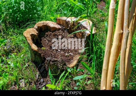 Stumpf vom alten Apfelbaum im Garten Stockfoto