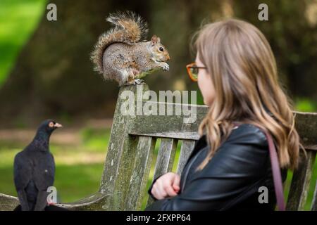 London, Großbritannien. 27 Mai 2021. Wetter in Großbritannien: Eine Frau füttert ein graues Eichhörnchen im Sonnenschein und bei wärmeren Temperaturen im St James’s Park, während eine Taube anschaut. Kredit: Stephen Chung / Alamy Live Nachrichten Stockfoto